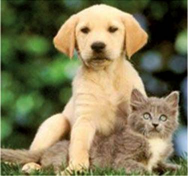 Pyramid Veterinary Surgery