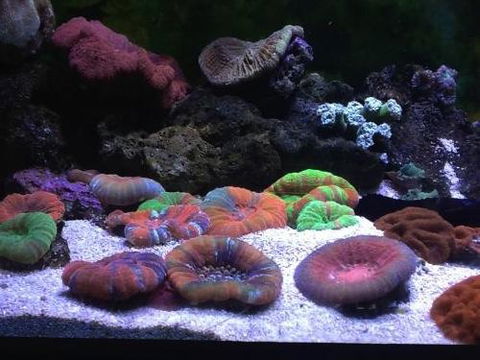 Animal Obsession - Dentist Search 0