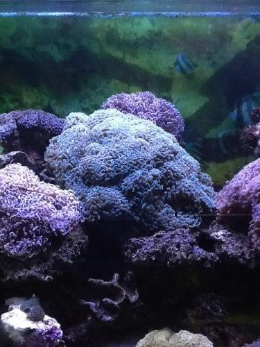 Animal Obsession - Dentist Search 1