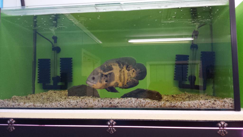 Slither  Swim Aquarium  Reptiles