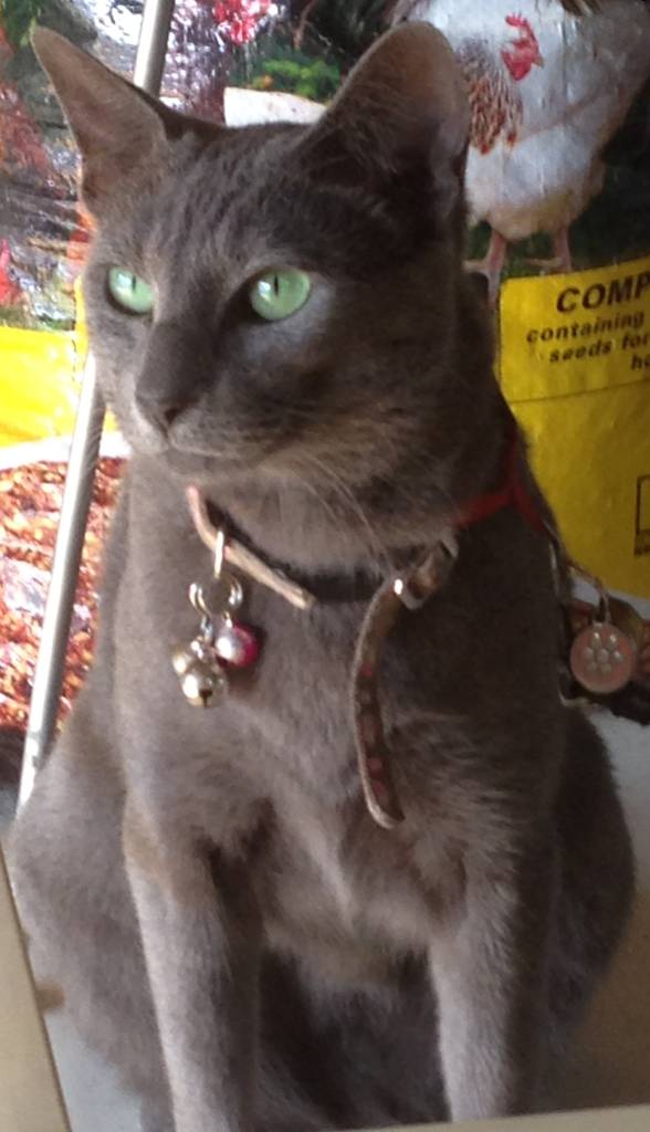 Pets and Saddles
