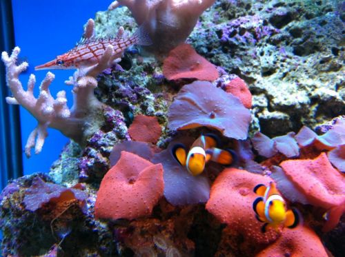 Tropical Marine Centre