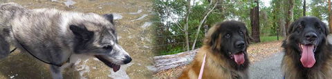 Pets & Ponds - Dentists Australia 0