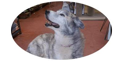 Pets & Ponds - Dentists Australia 1