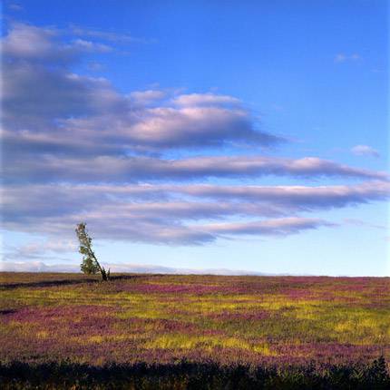 Nissarana Galleries Noosa - Dentist Find 2