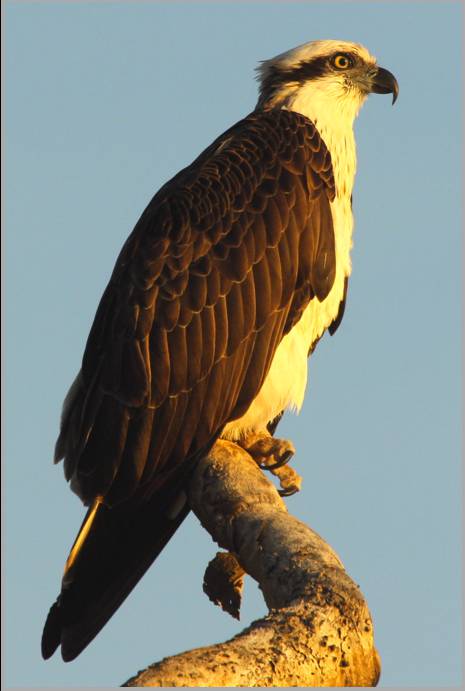 Coastal Visions Photography - Dentist Find 2