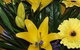 Flowers From The Heart - thumb 1