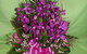Flowers From The Heart - thumb 2