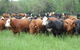 Across Country Real Estate & Livestock - thumb 1