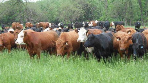 Across Country Real Estate & Livestock - Dentist Search 1