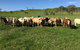 Ian Weir & Son Pty Ltd - thumb 0