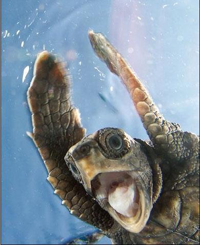 Kirra Dive “On The Tweed” - Dentist Find 1