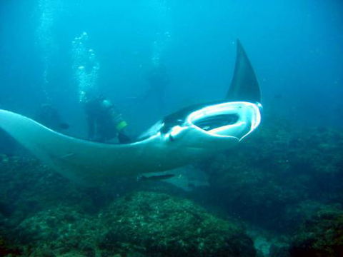 Kirra Dive “On The Tweed” - Dentist Find 3