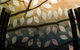 Serendip - thumb 9