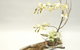 Green Goddess Florist - thumb 1
