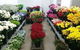 Townsville Flower Market - thumb 0