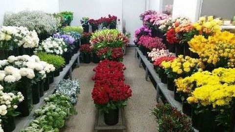 Townsville Flower Market - Dentist Find 0