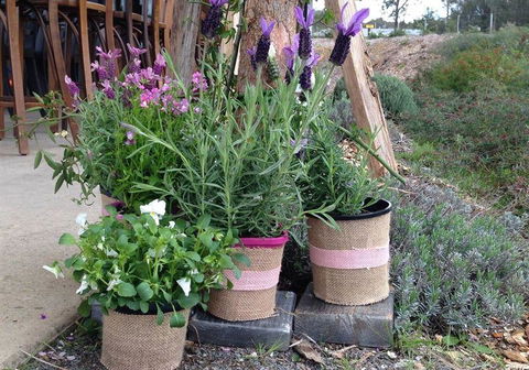 Amongst The Sticks - Dentist Find 1