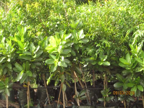 Boundary Nurseries