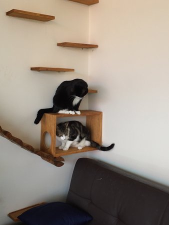 Hobart Cat Cafe