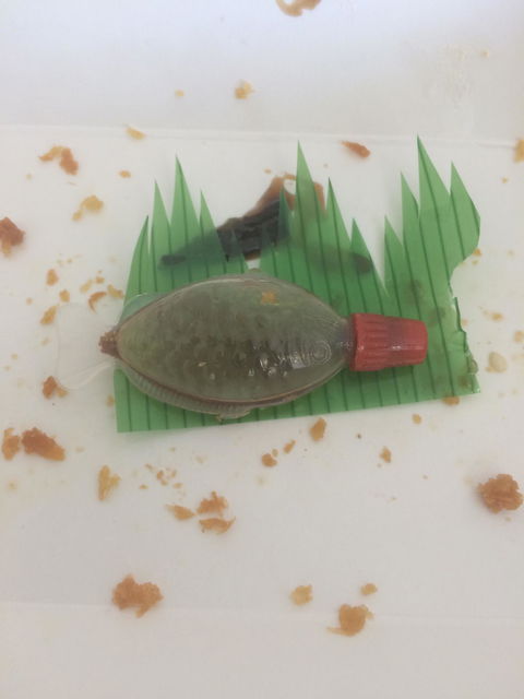 Dumpling Factory + Sushi Workshop - Dentist Find 1