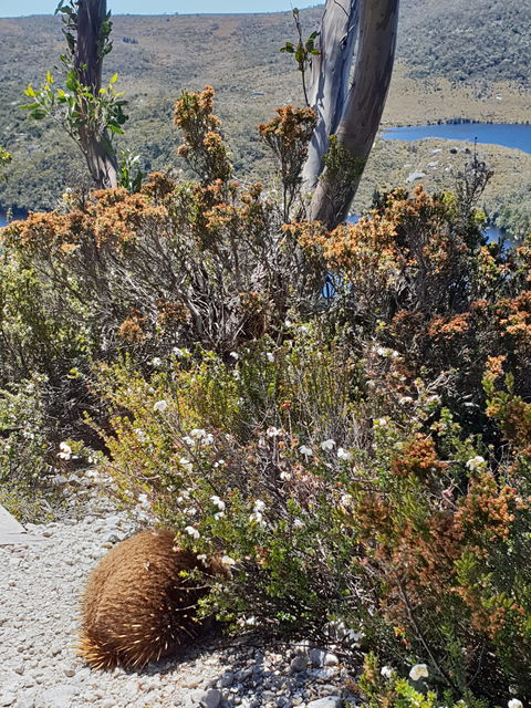 Empire Hotel Deloraine - Dentists Australia 1