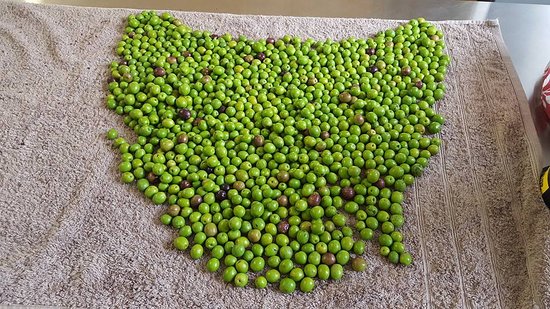 Wattle Hill Olives