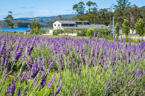 Port Arthur Lavender - Dentist Find 0