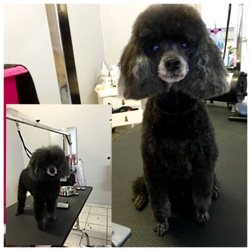Aloha K9 Services Dog Grooming  Training