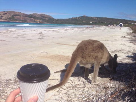Lucky Bean - Dentist Find 0
