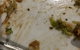 Central Hotel Restaurant - thumb 0