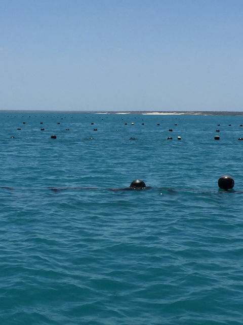 Cygnet Bay Restaurant - Dentist Find 8