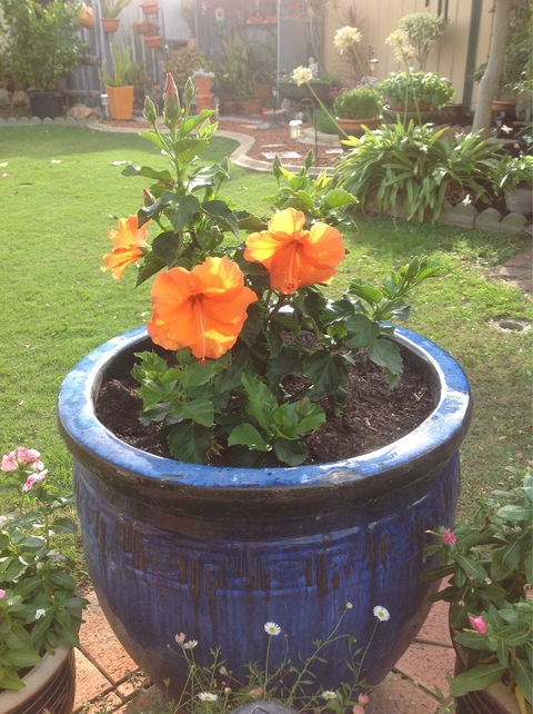 Dat N Thu's Restaurant - Dentist Search 7