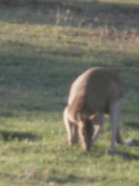 Fitzroy River Lodge - Dentist Find 2