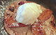 Good Life Modern Organic Pizza - thumb 3
