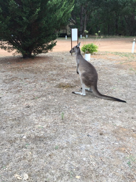 Quinninup Tavern And Restaurant - Dentist Search 1