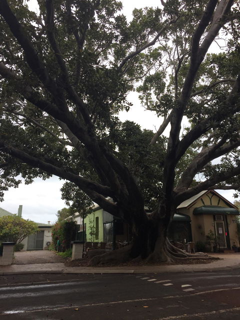 The Season Tree - Dentist Search 1