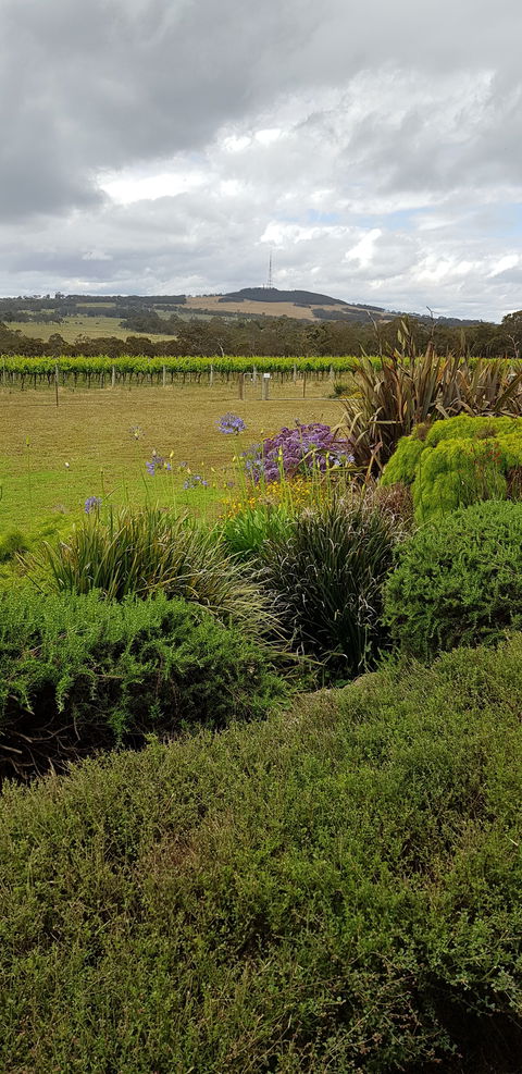 Windrush Wines And Cafe - Dentist Find 4