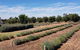 Bella Lavender Estate - thumb 10