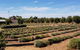 Bella Lavender Estate - thumb 1