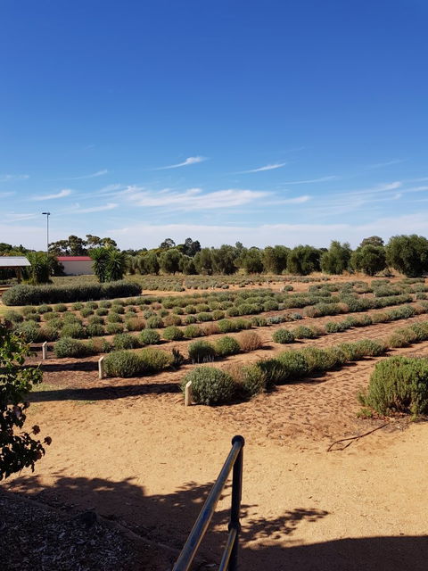 Bella Lavender Estate - Dentist Find 7
