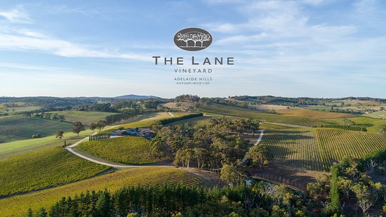 The Lane Vineyard