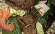 Banana Leaf Thai Restaurant - thumb 2