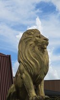 The Lion Richlands - Dentist Find 6