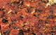 George's Pizzeria - thumb 5