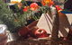 Island Fruit Barn - thumb 4