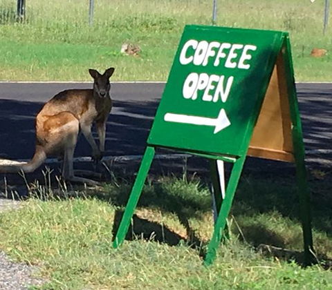 Chillagoe Gallery 29 - Dentists Australia 0