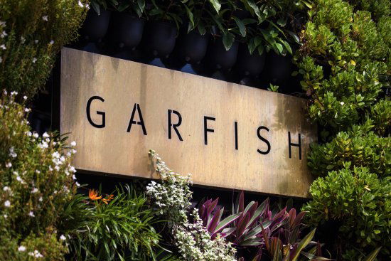 Garfish
