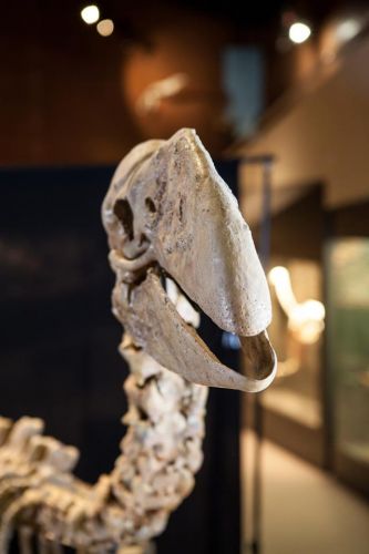 Museum Of Central Australia & Strehlow Research Centre - Dentist Search 2