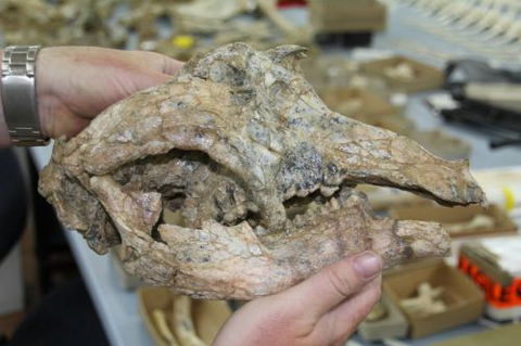Museum Of Central Australia & Strehlow Research Centre - Dentist Search 3
